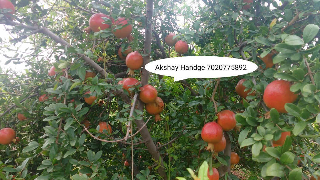 Green Planet Bio Products Nashik Mobile  shop Nashik